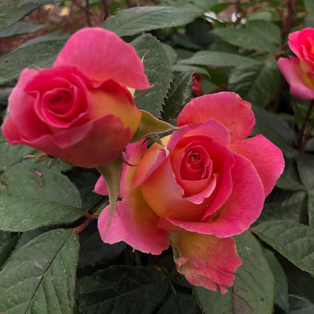 Rosa 'Music Hall' - Shrub Rose