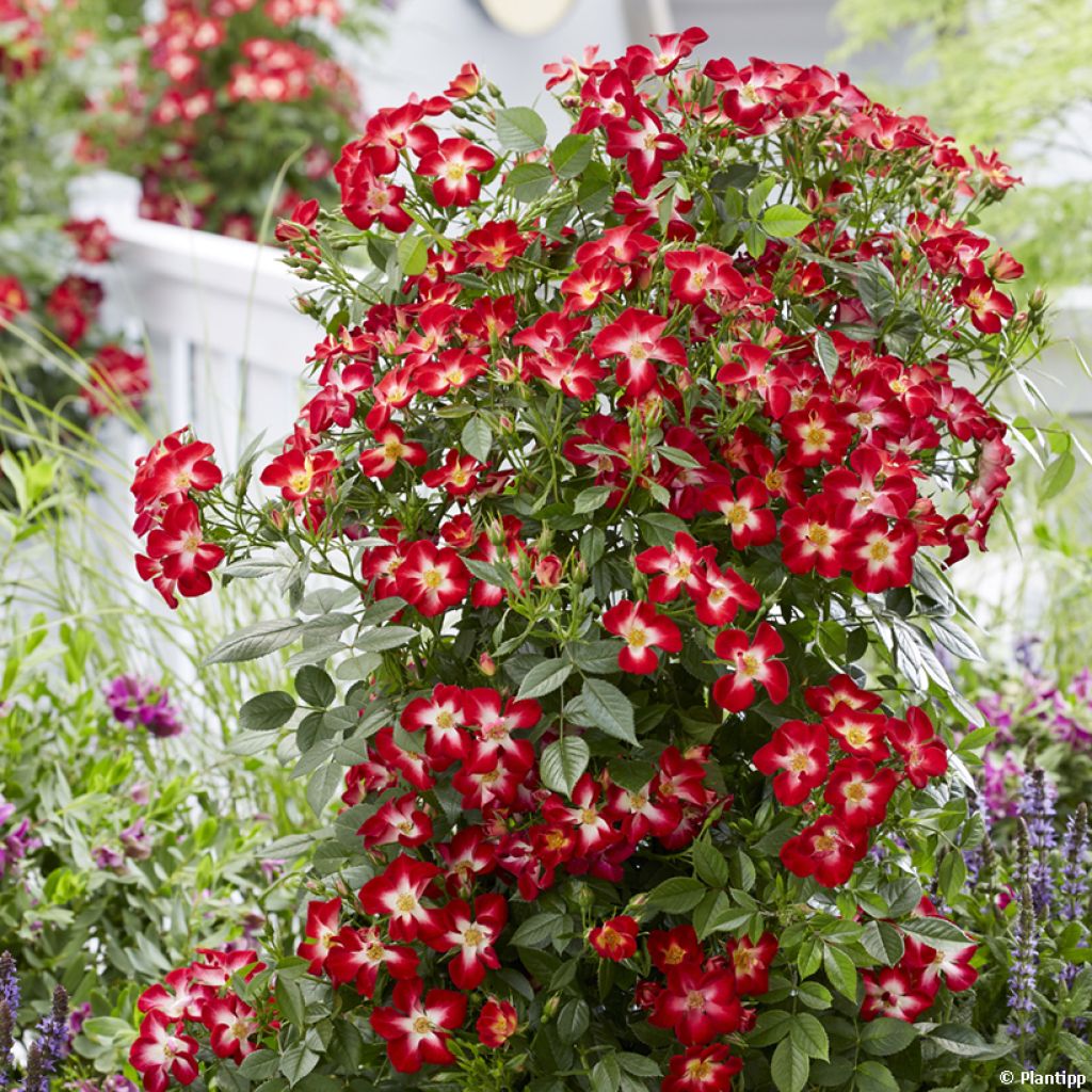 Rosier à patio Everglow Ruby