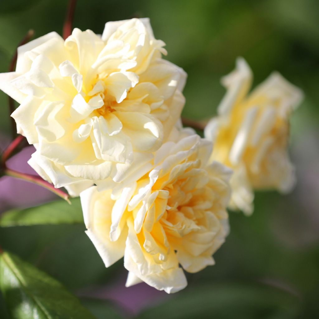 Rosa moschata Buff Beauty - Musk Rose