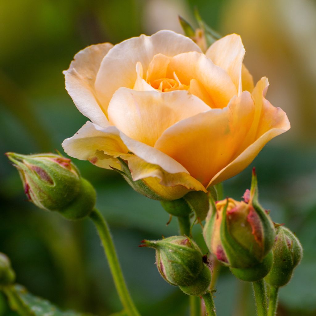 Rosa moschata Buff Beauty - Musk Rose