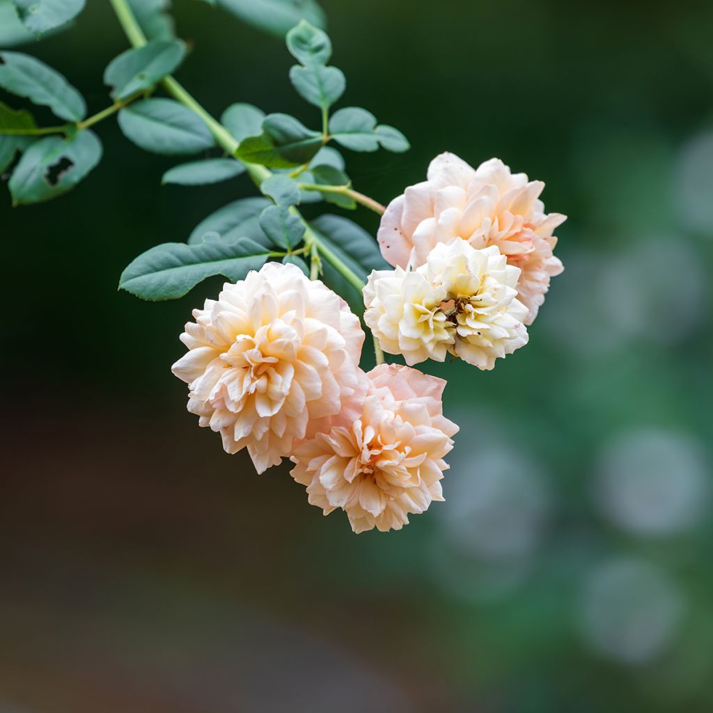 Rosa moschata Buff Beauty - Musk Rose