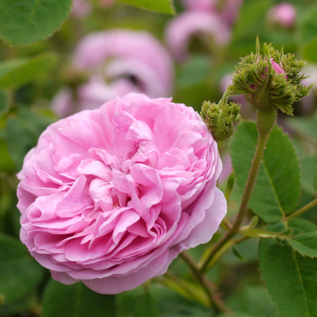 Rosier ancien Chapeau de Napoléon - Rosa centifolia Cristata