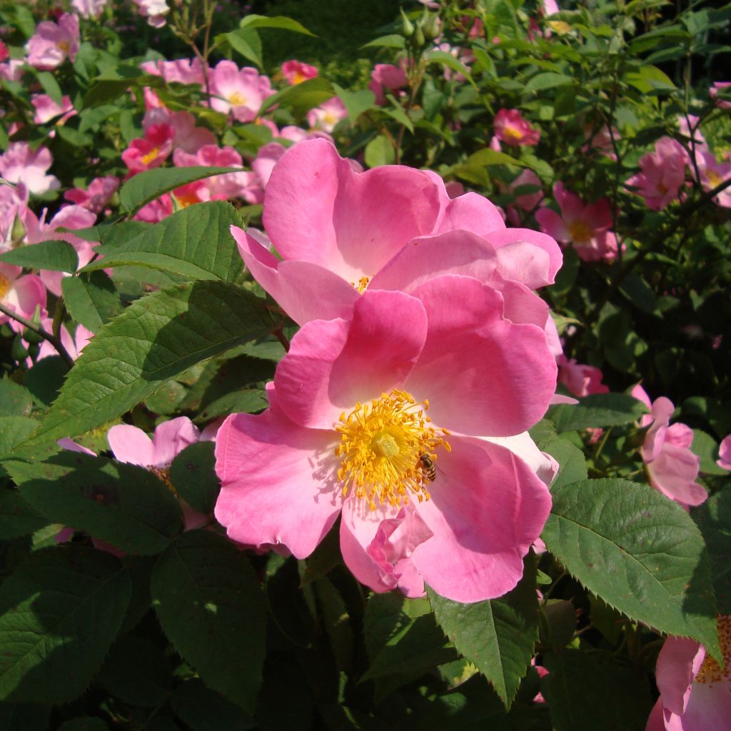 Rosa (x) gallica Complicata