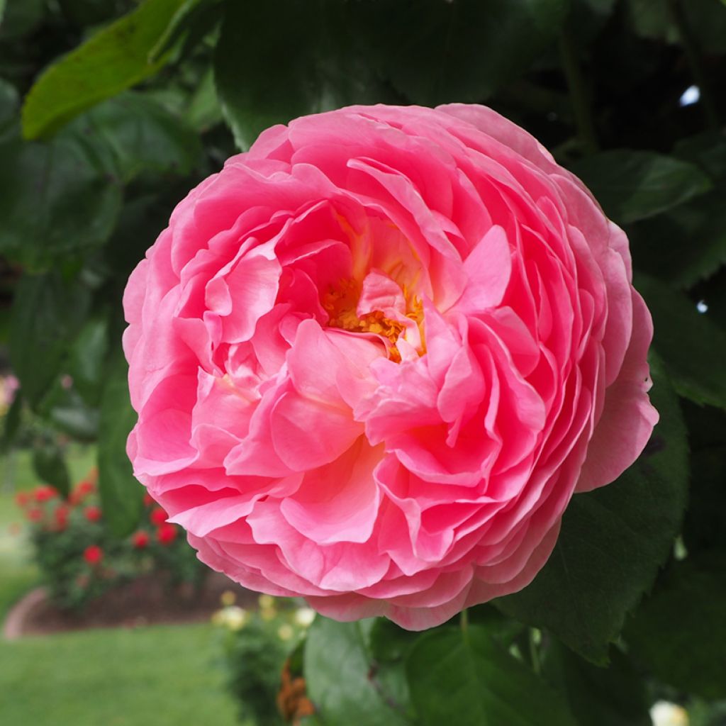 Rosa centifolia Fantin Latour - Cabbage Rose