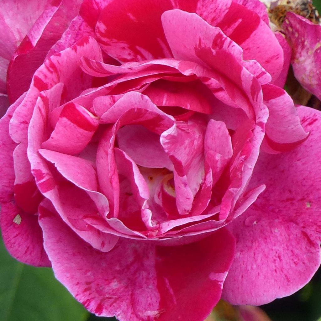 Rosa Hybride remontant Ferdinand Pichard