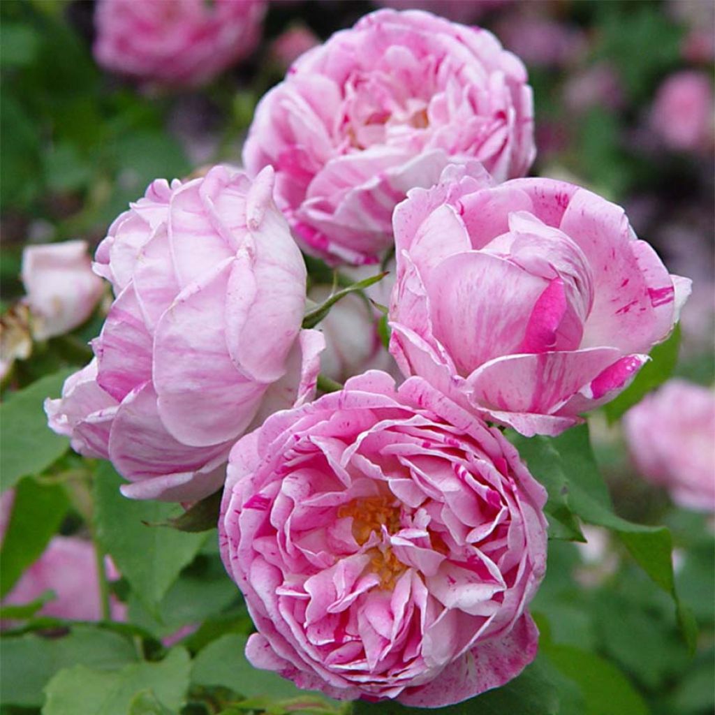 Rosa (x) Bourbon Honorine de Brabant