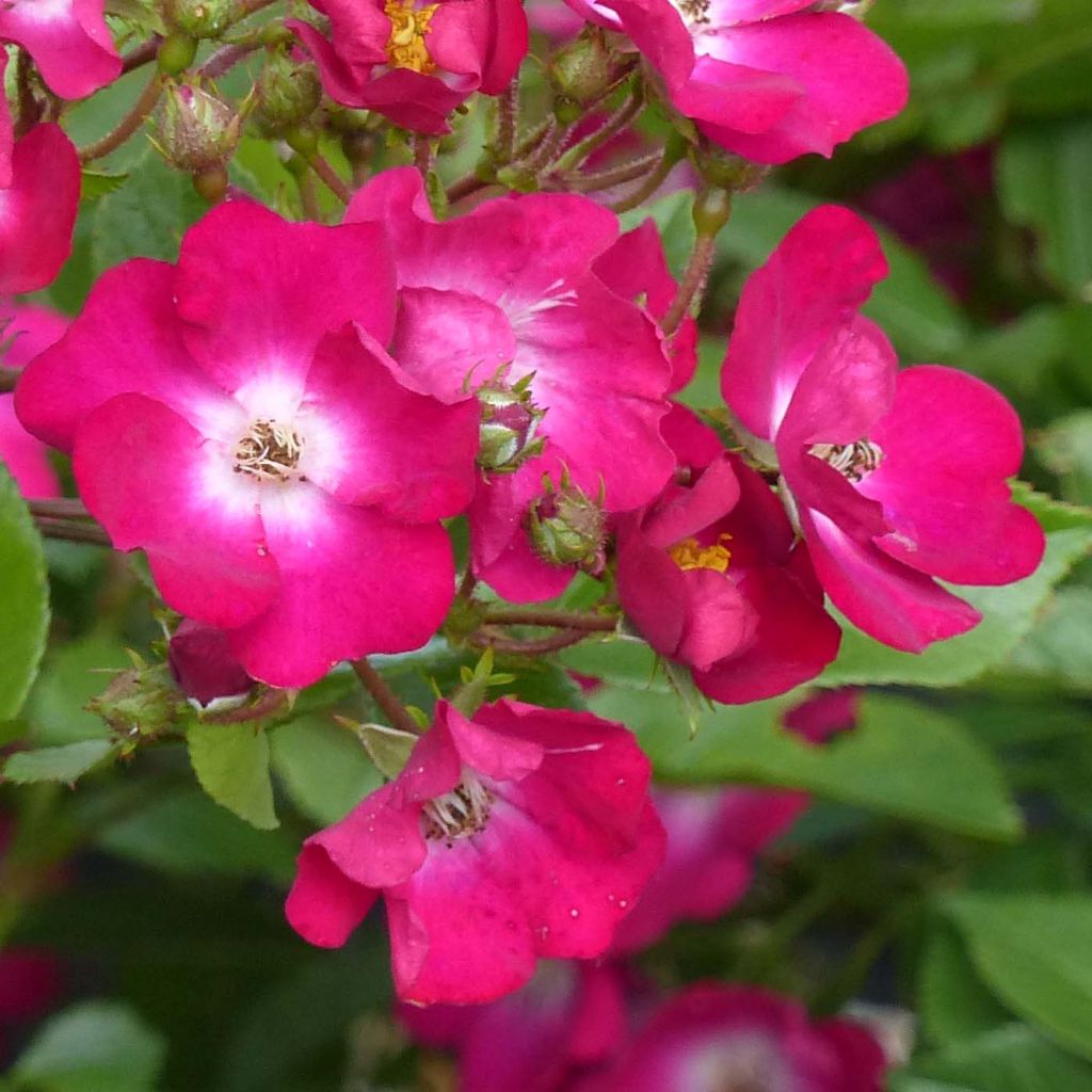 Rosa polyantha Red Ballerina