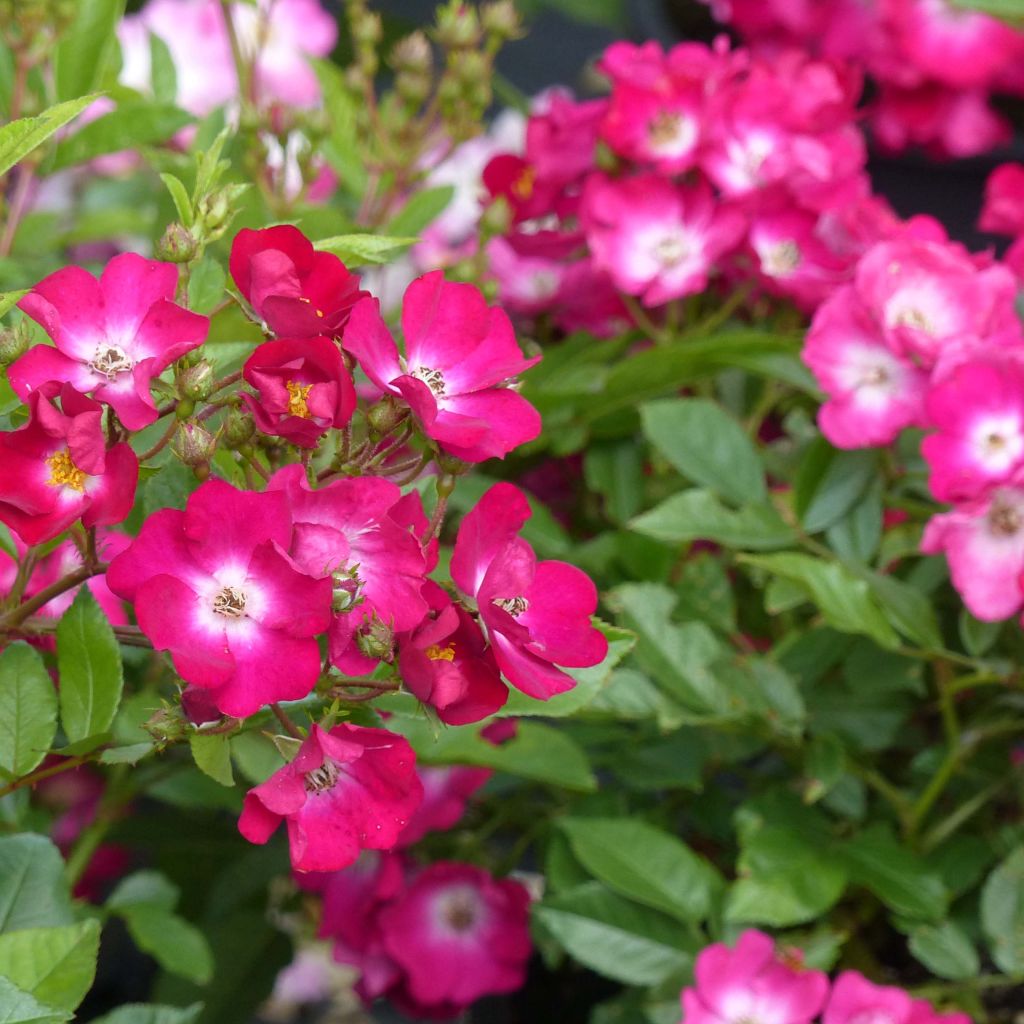 Rosa polyantha Red Ballerina