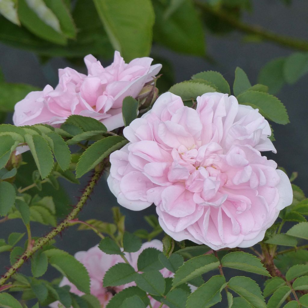 Rosier ancien Stanwell Perpetual - Rosa (x) pimpinellifolia