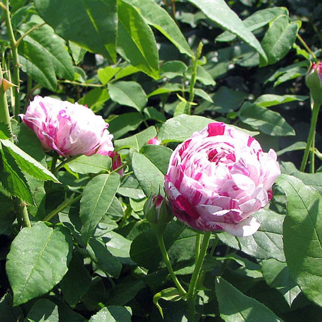 Rosa Bourbon Variegata di Bologna- Bourbon Rose