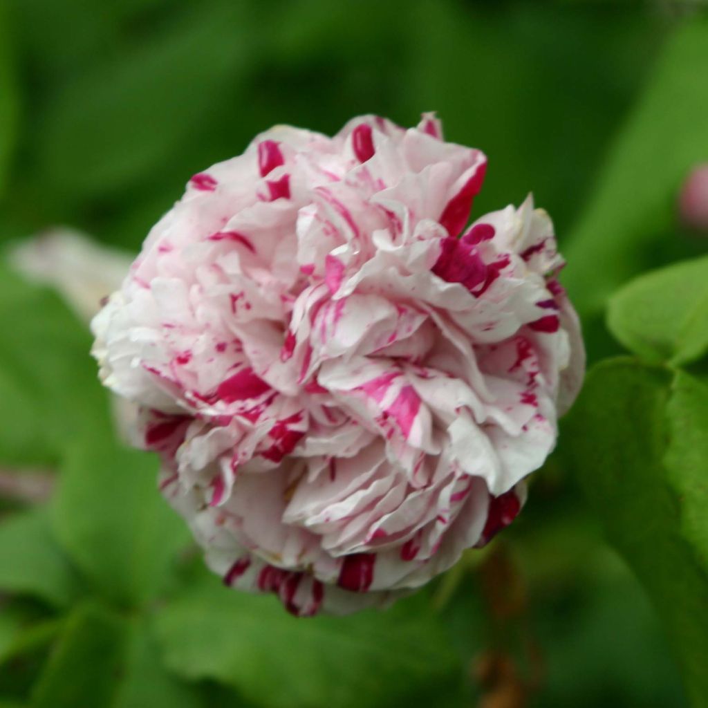 Rosa Bourbon Variegata di Bologna- Bourbon Rose