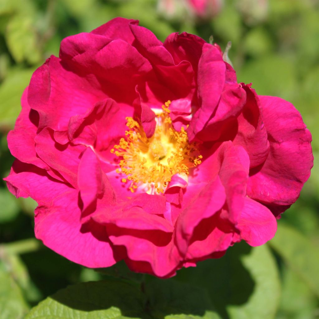 Rosa (x) gallica Officinalis