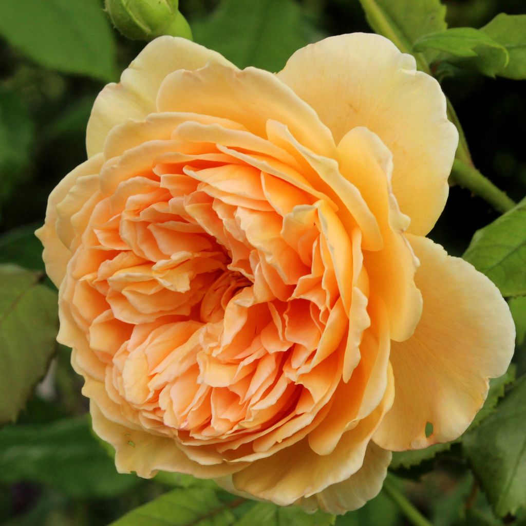 Rosier anglais Crown Princess Margareta® - Auswinter