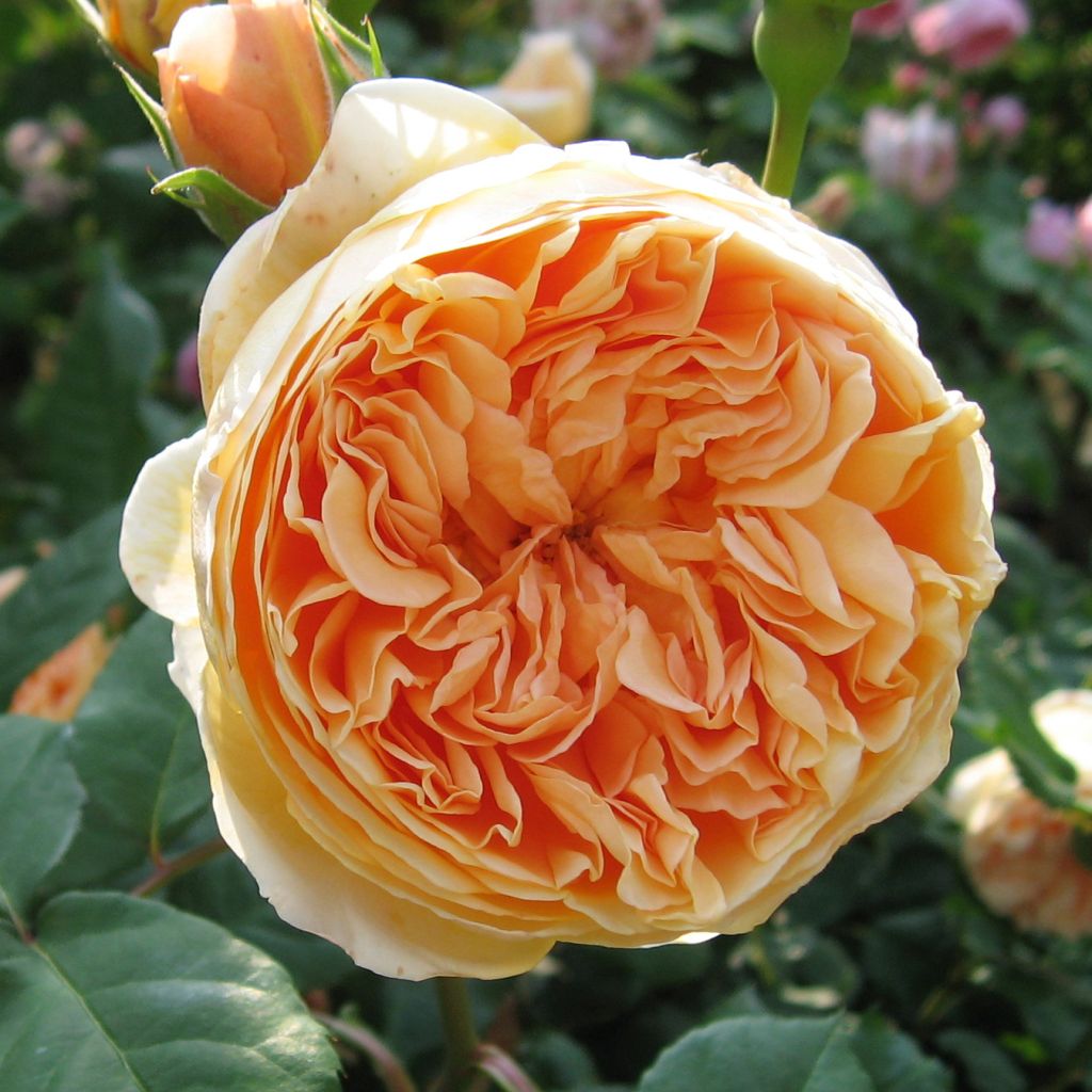 Rosa  Crown Princess Margareta Auswinter