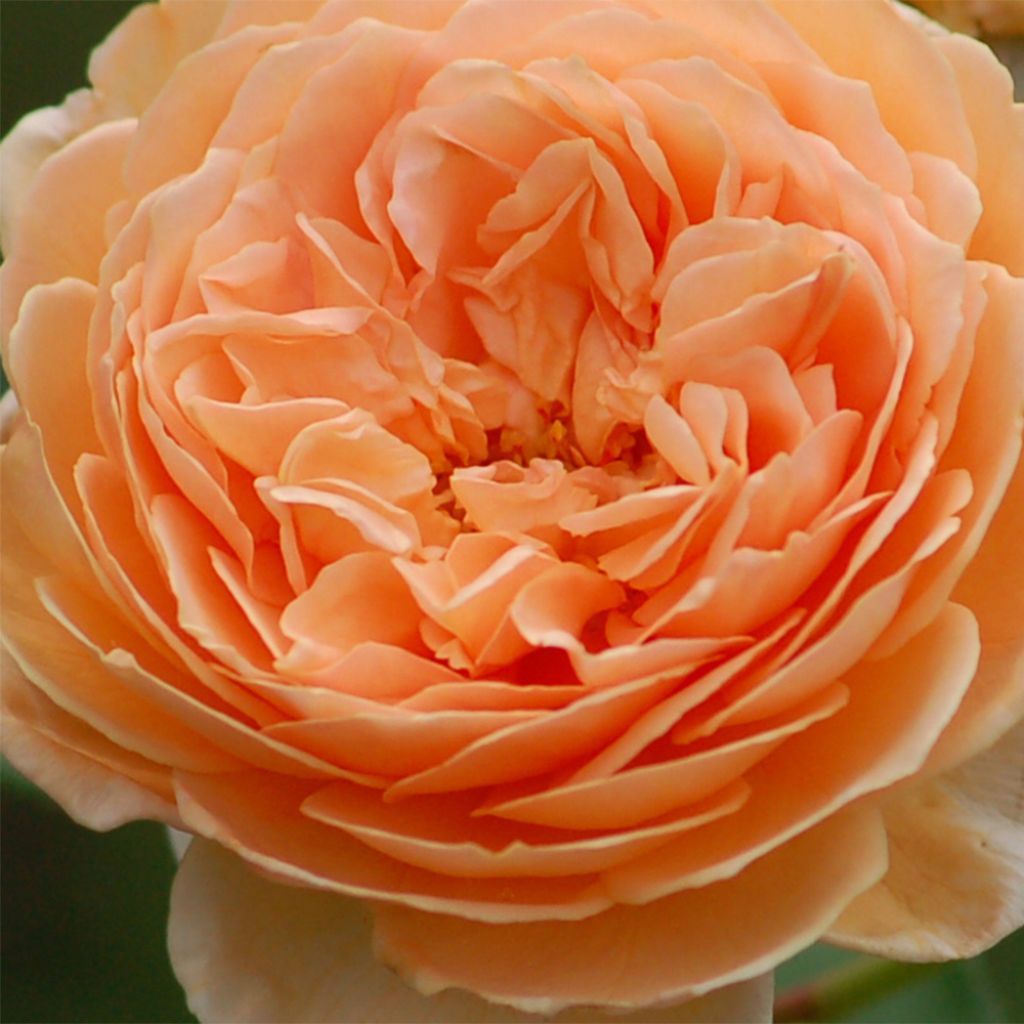 Rosa  Crown Princess Margareta Auswinter