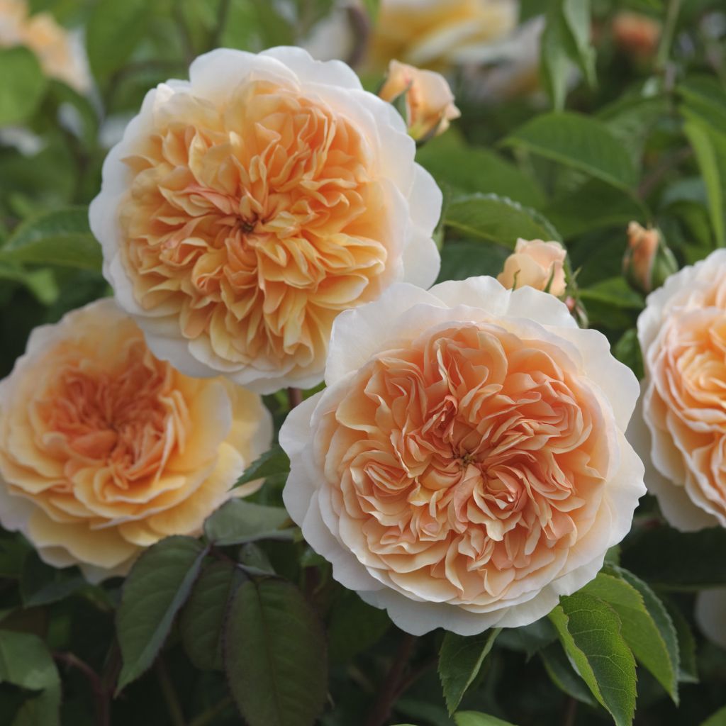 Rosier anglais David Austin Port Sunlight® - Auslofty