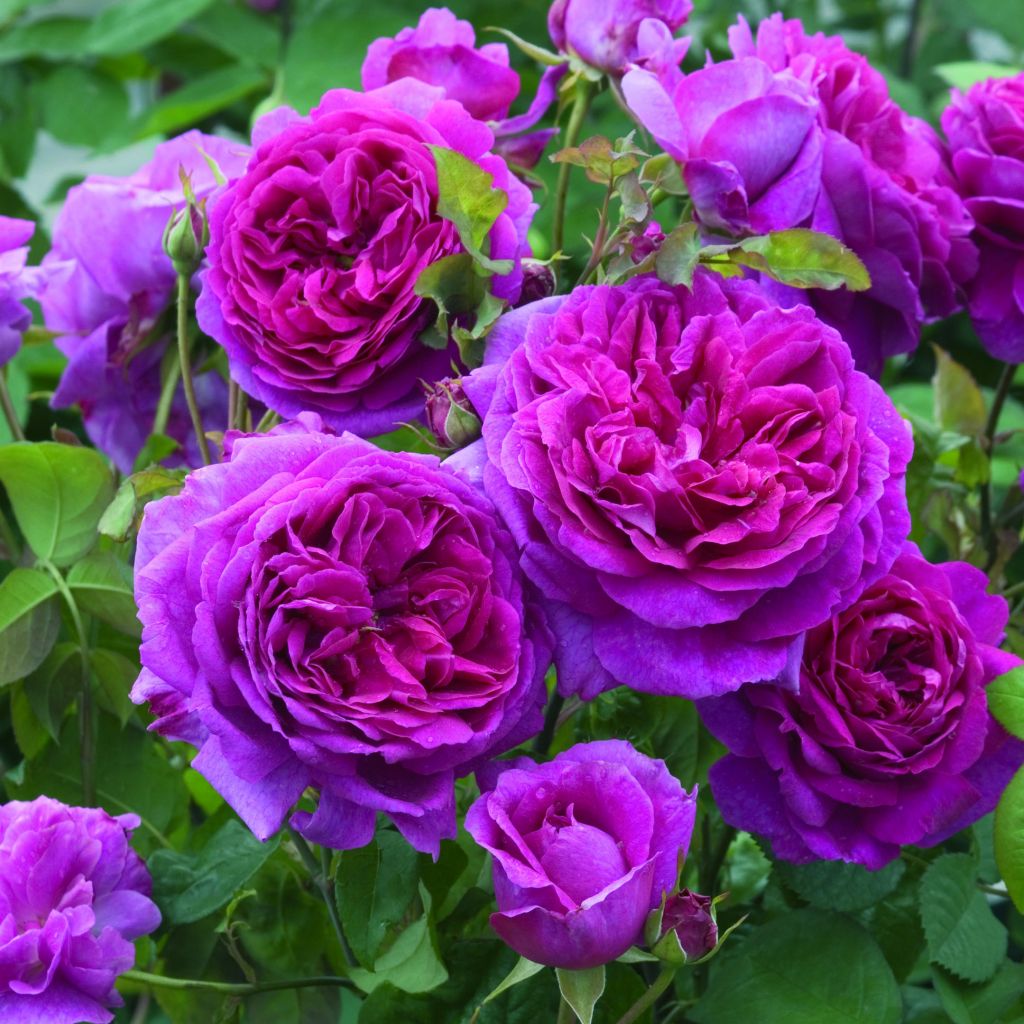 Rosa Young Lycidas - English Rose
