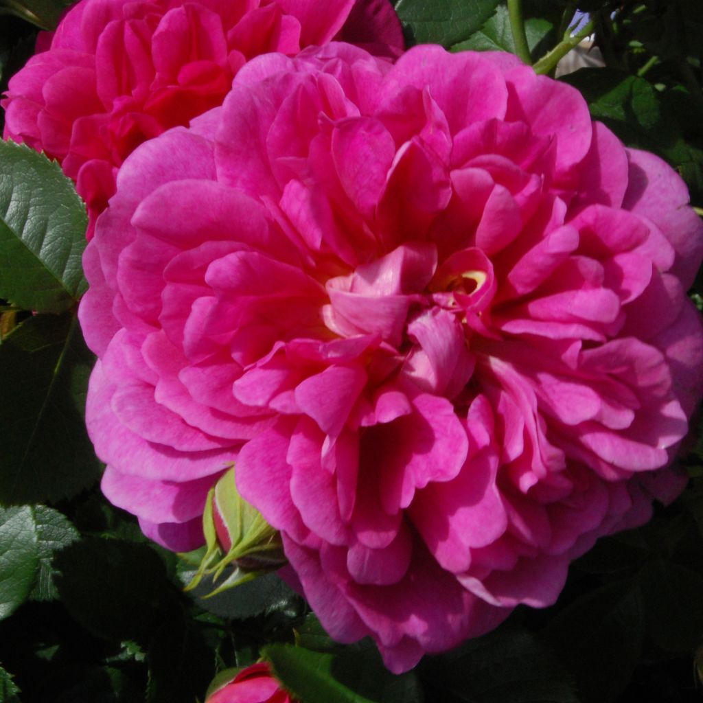 Rosa  Princess Anne - English Shrub Rose