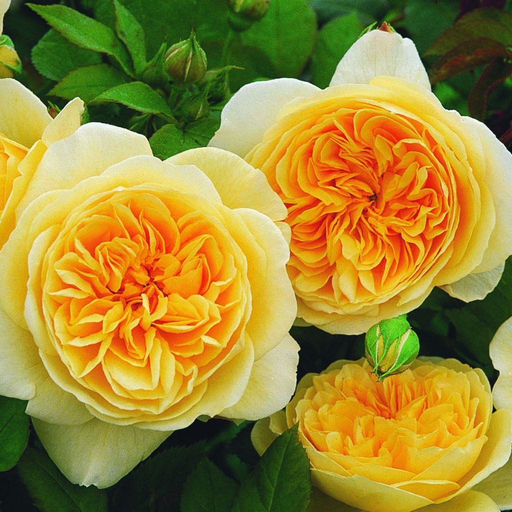 Rosa Teasing Georgia - English Climbing Rose