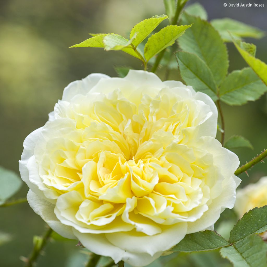 Rosa The Country Parson - shrub rose