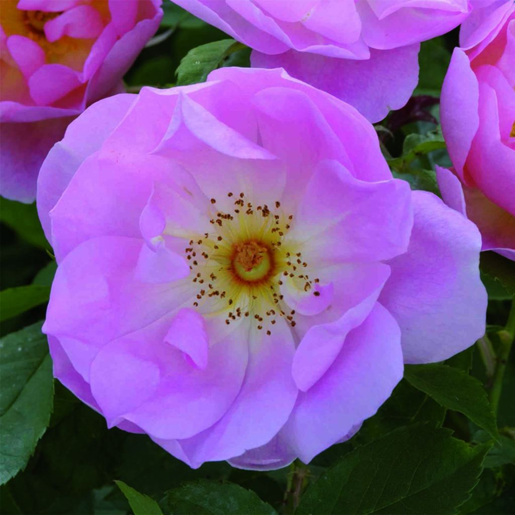 Rosa The Lady's Blush - English Shrub Rose