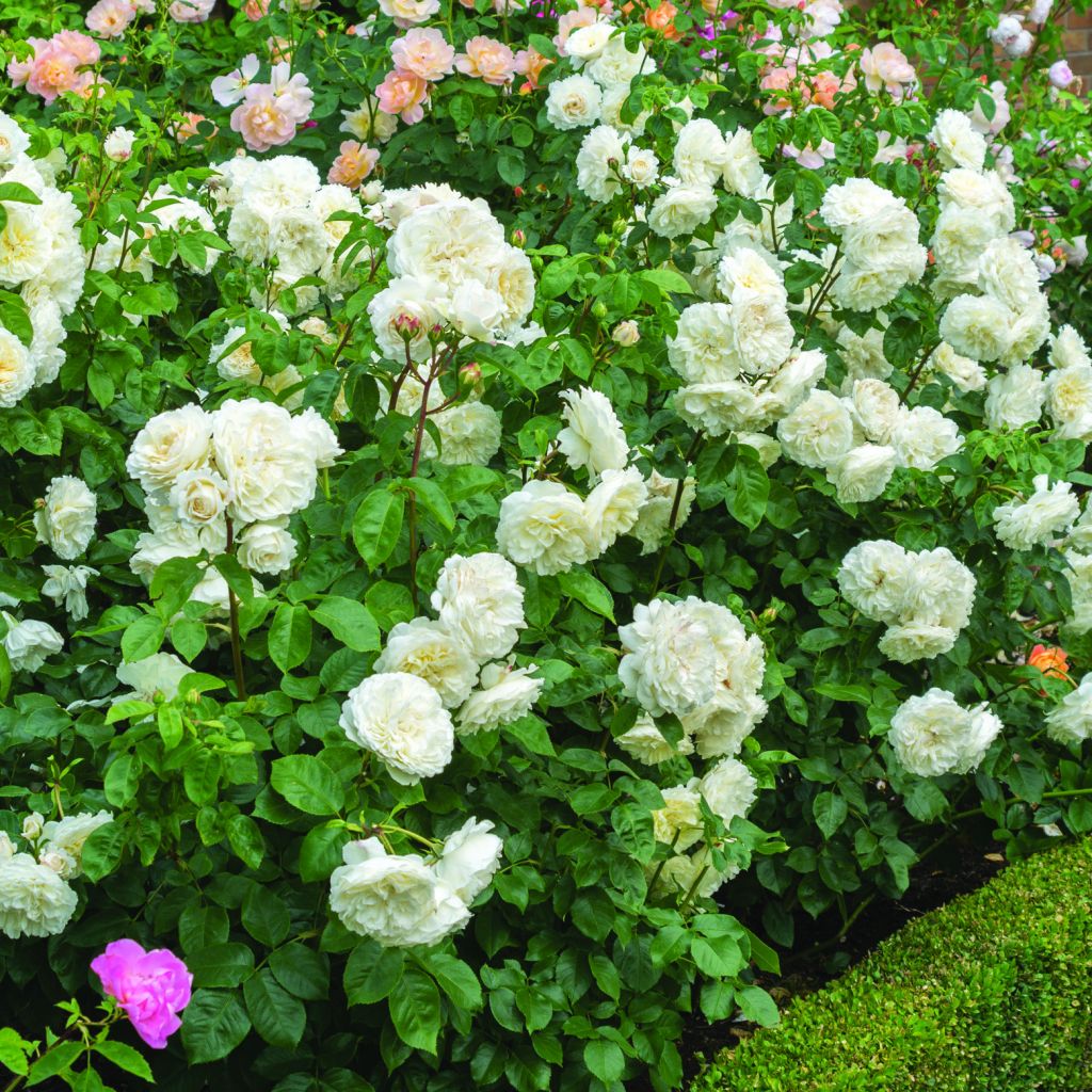 Rosa Tranquility - English Shrub Rose