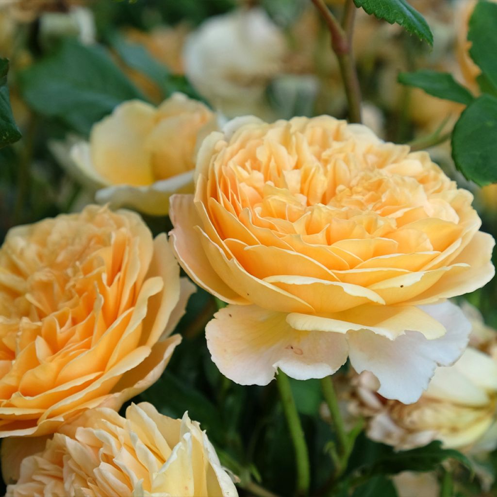 Rosa Bring Me Sunshine - English Rose