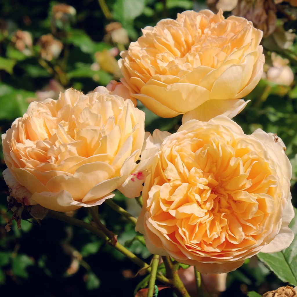 Rosa Bring Me Sunshine - English Rose