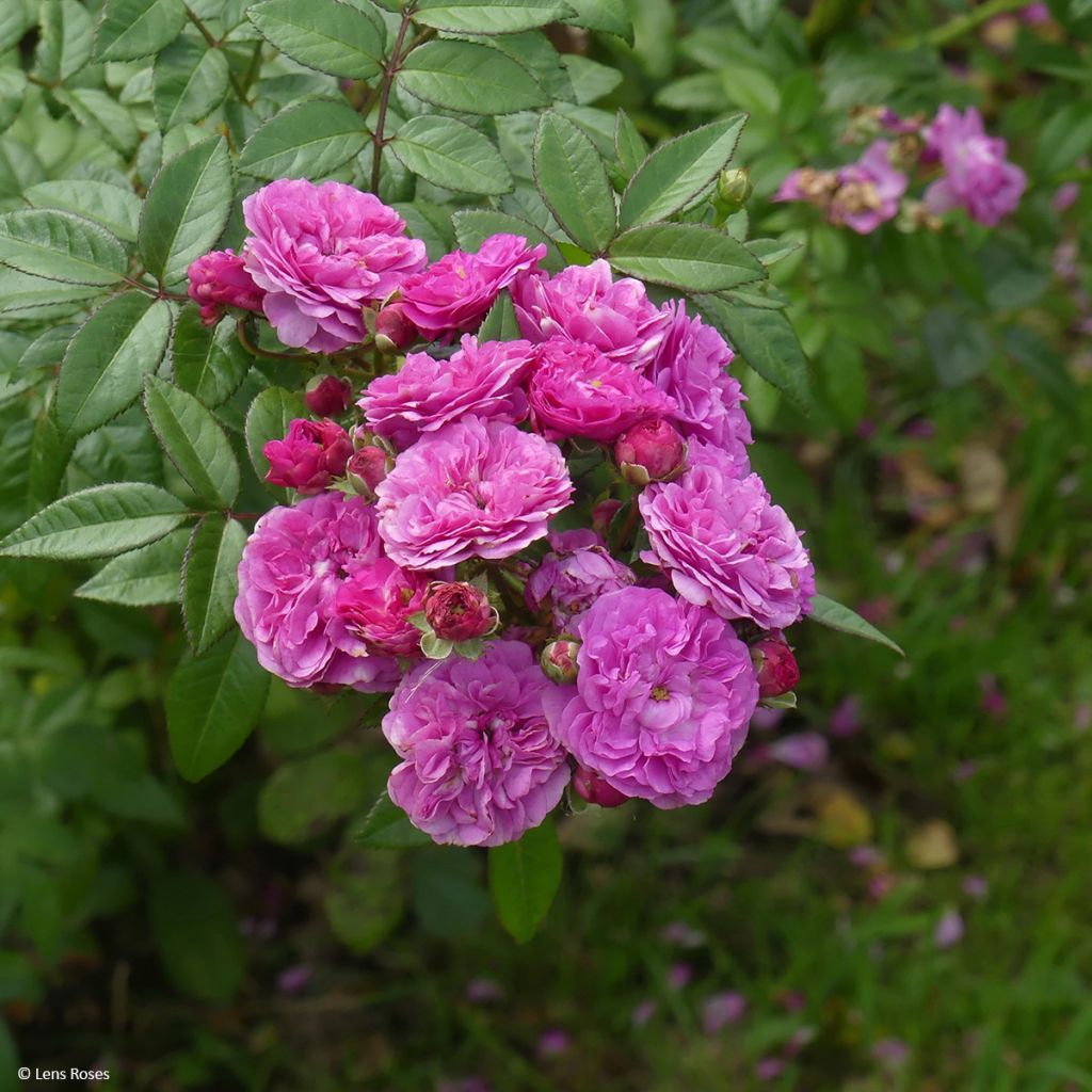 Rosa floribunda Allevia