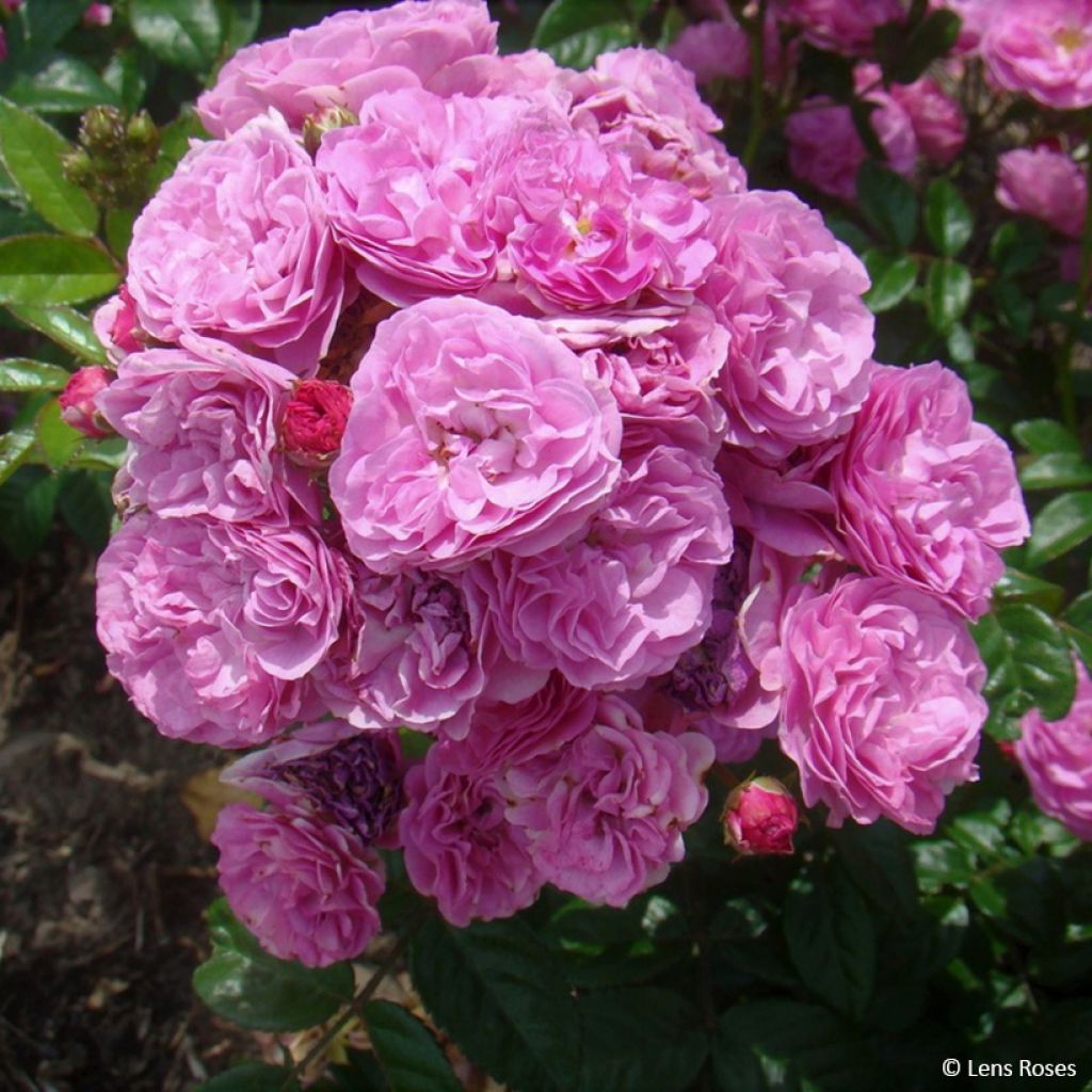 Rosa floribunda Allevia