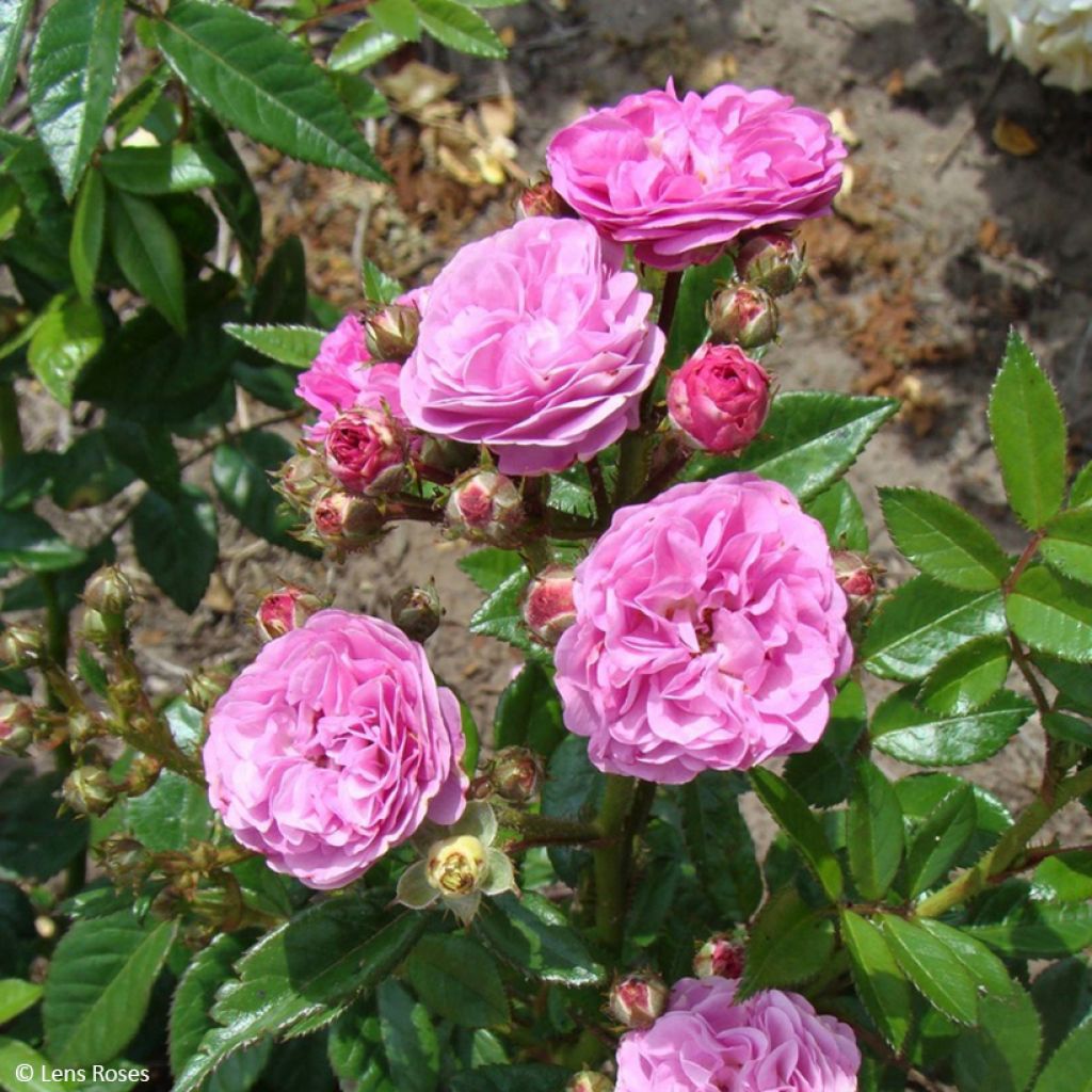 Rosa floribunda Allevia