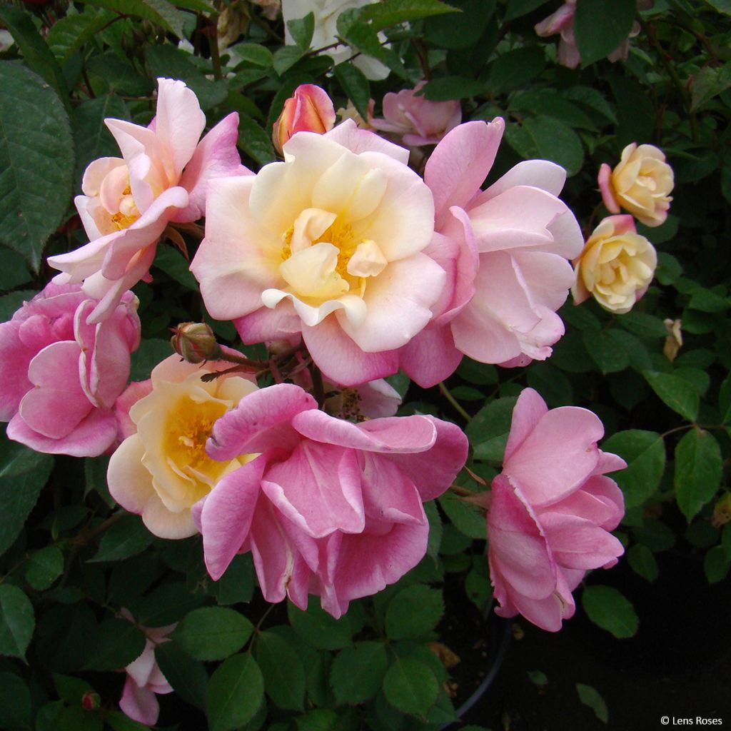Rosa moschata Apricot Bells - Musk Rose