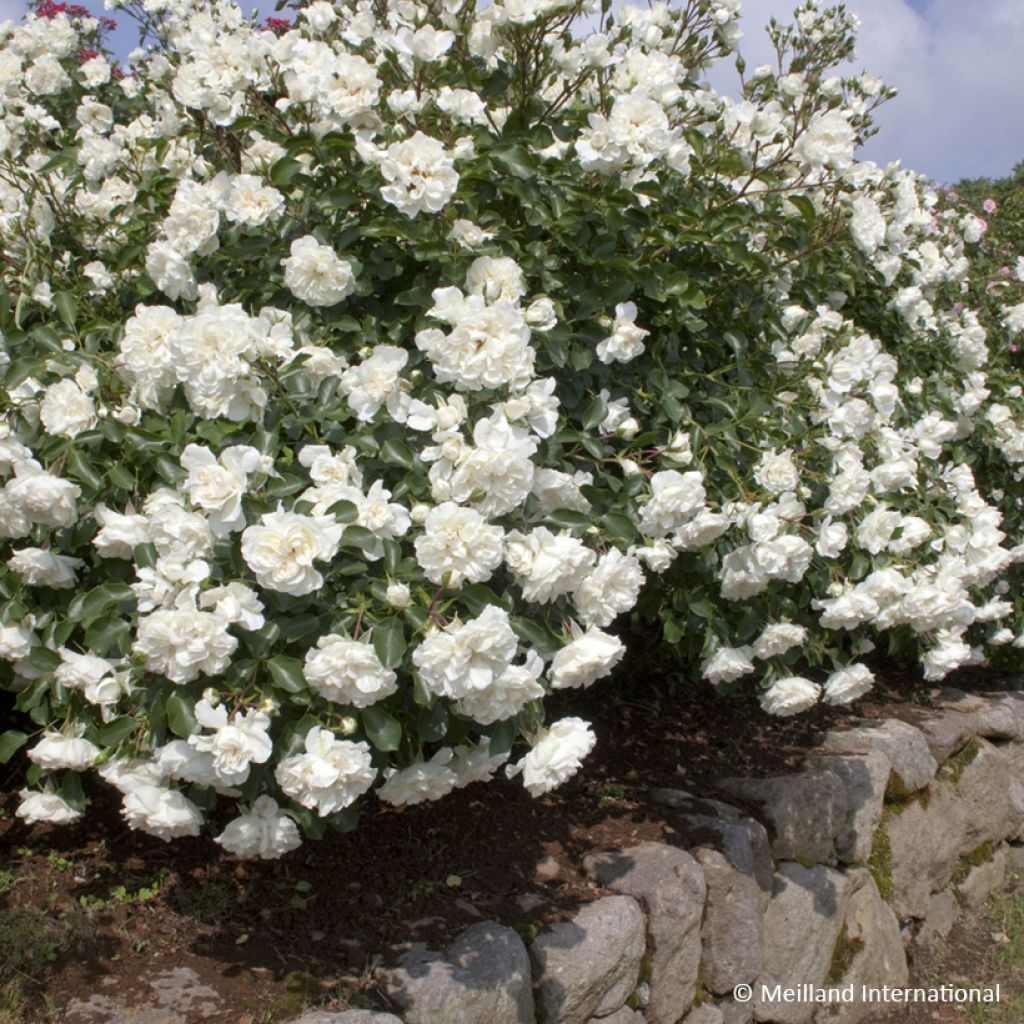 Rosa 'Meicoublan' WHITE MEILLANDECOR® - Rosier White Meillandecor, Rosier Blanc Meillandécor, Rosier White Meidiland