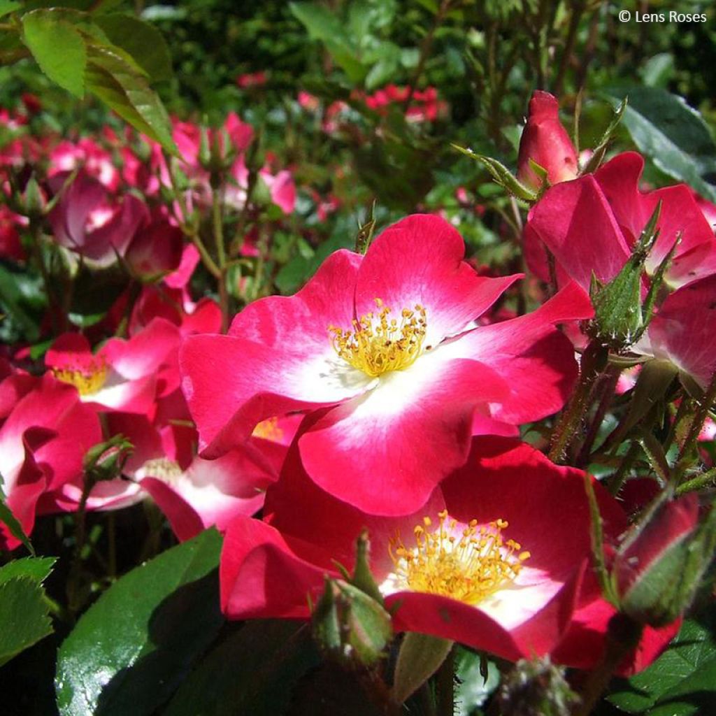 Rosa x floribunda 'Bukavu' - Shrub Rose