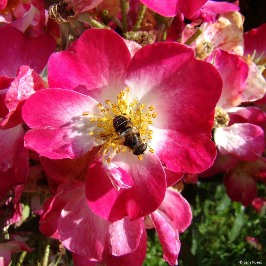 Rosa x floribunda 'Bukavu' - Shrub Rose