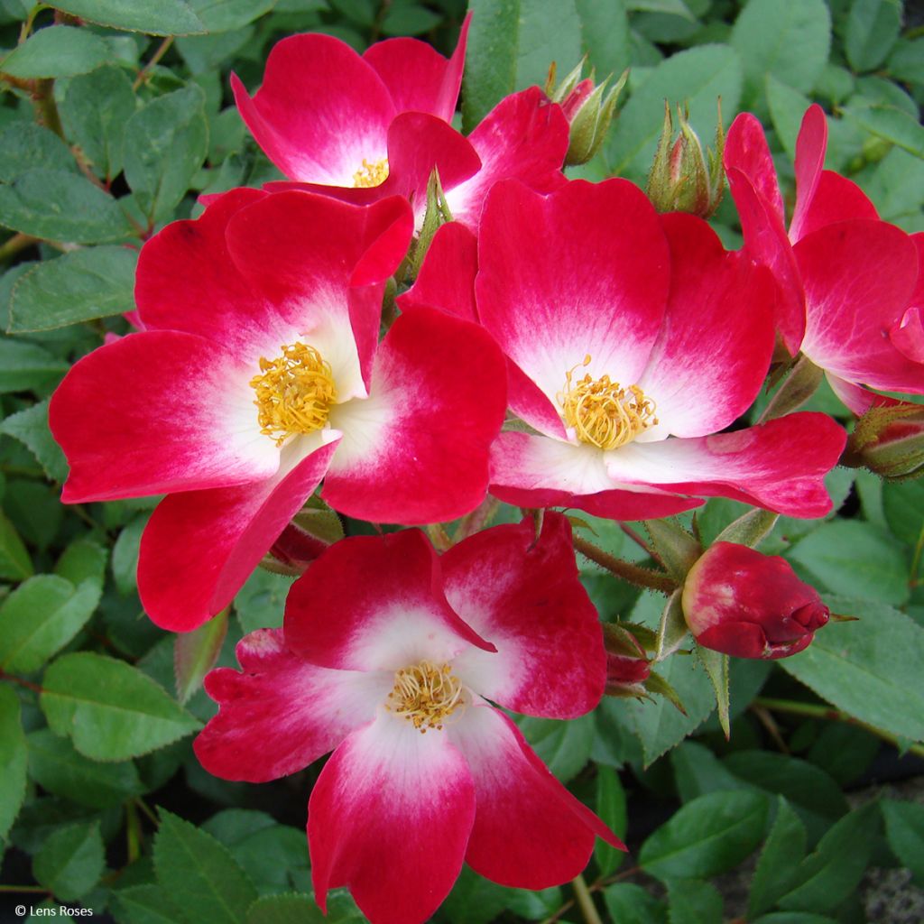 Rosa x floribunda 'Bukavu' - Shrub Rose