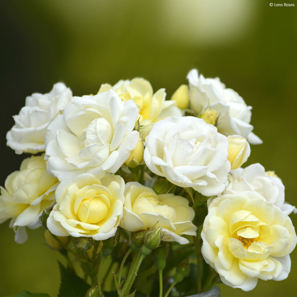 Rosa moschata Chateau de Munsbach - Musk Rose