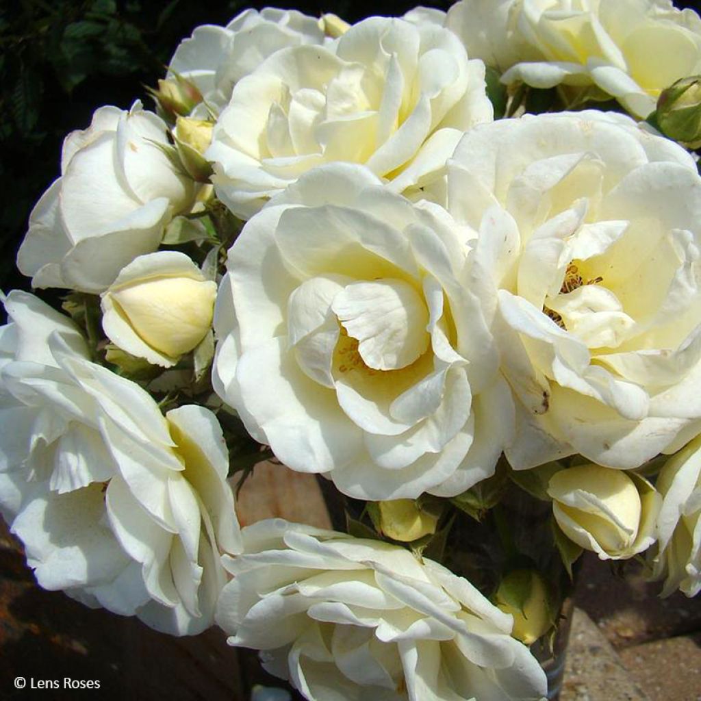 Rosa moschata Chateau de Munsbach - Musk Rose