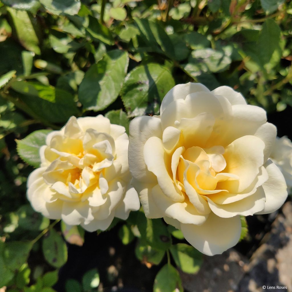 Rosa moschata Chateau de Munsbach - Musk Rose