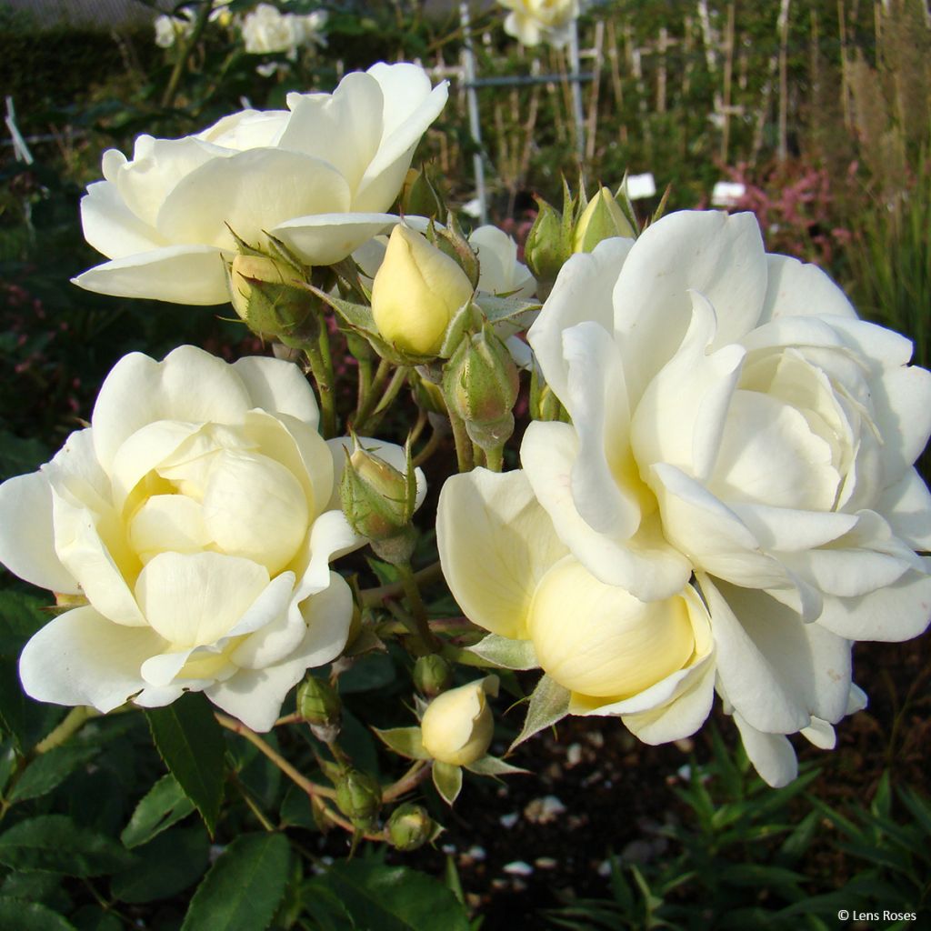 Rosa moschata Chateau de Munsbach - Musk Rose