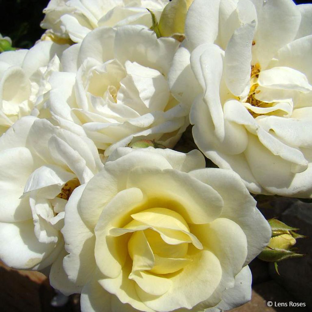 Rosa moschata Chateau de Munsbach - Musk Rose