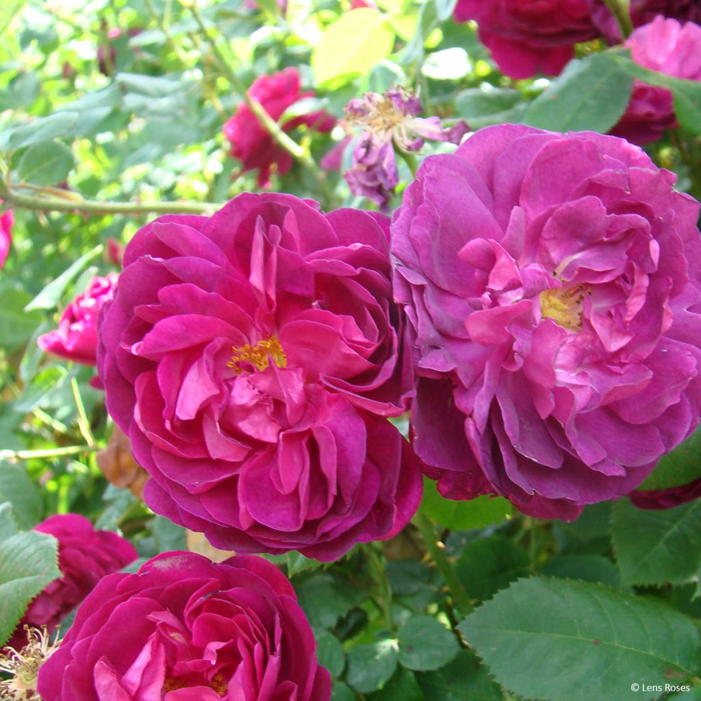 Rosa gallica officinalis Etoile Pourpre - Old Gallic Rose