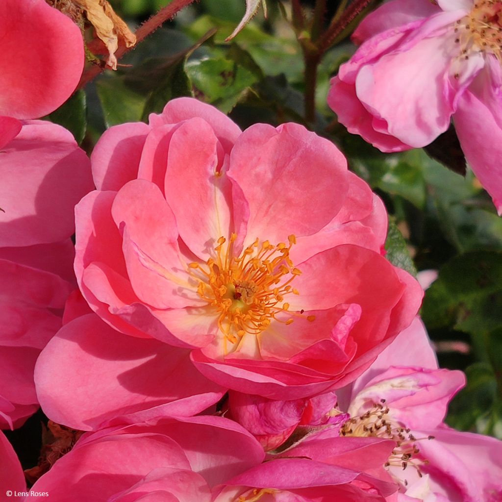 Rosa x moschata 'Finn's Rose' - Musk Rose