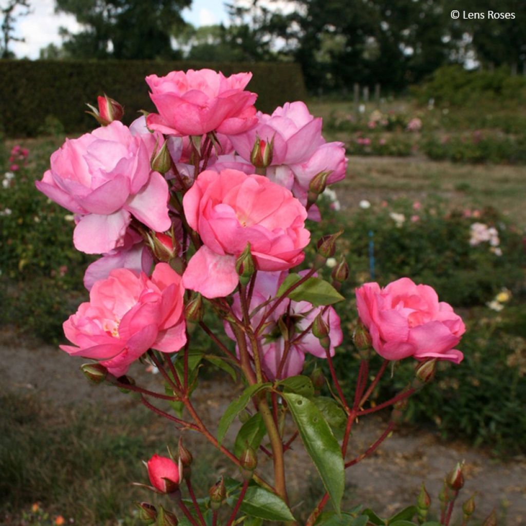 Rosa x moschata 'Finn's Rose' - Musk Rose