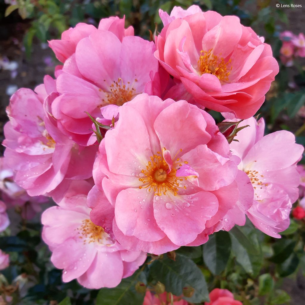 Rosa x moschata 'Finn's Rose' - Musk Rose