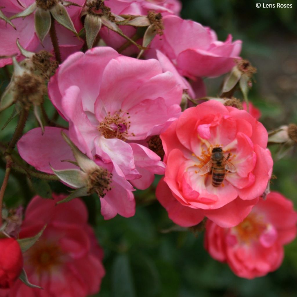 Rosa x moschata 'Finn's Rose' - Musk Rose