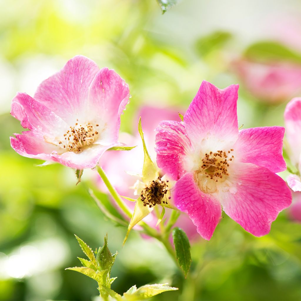 Rosa x polyantha Friendly 'Pink Meissalu' - Polyantha Rose