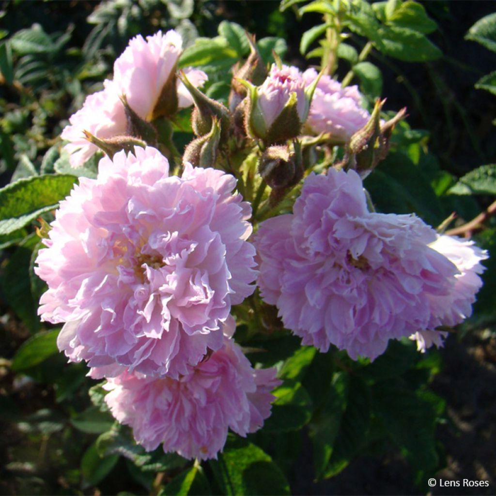 Rosa floribunda Jean de Bruges