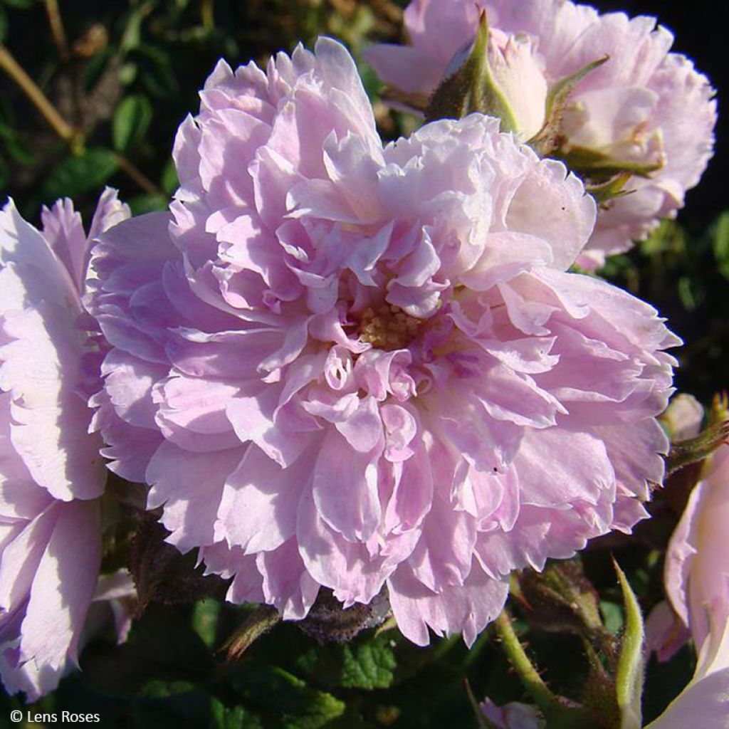 Rosa floribunda Jean de Bruges
