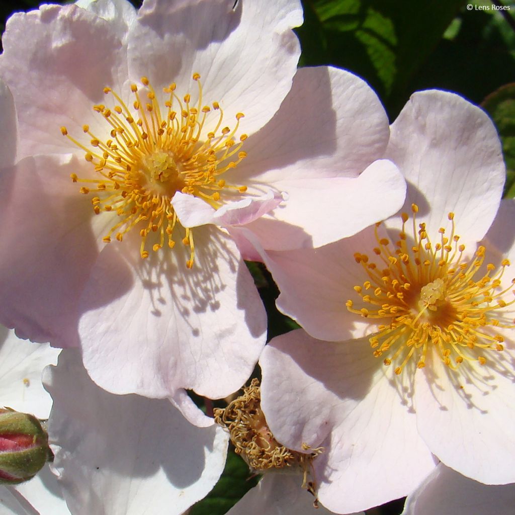 Rosa x moschata 'Kathleen'